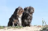 PETIT CHIEN LION 033